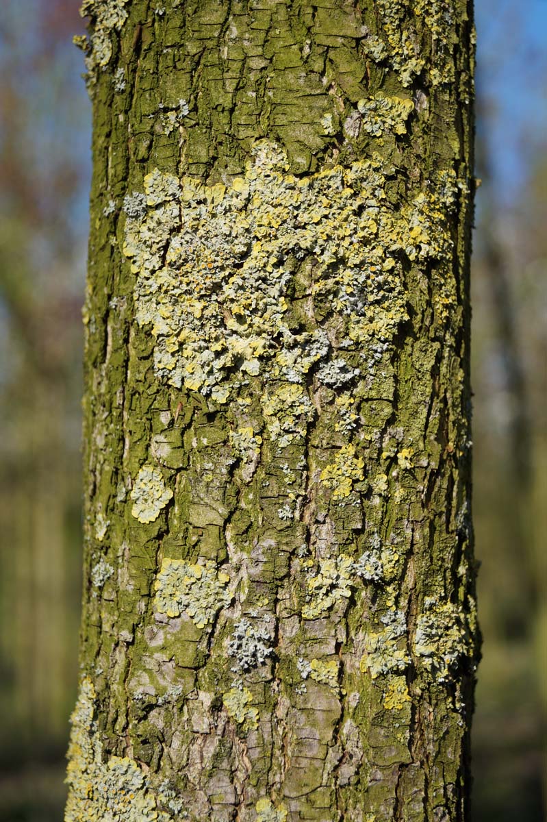Pyrus calleryana 'Capital' op stam