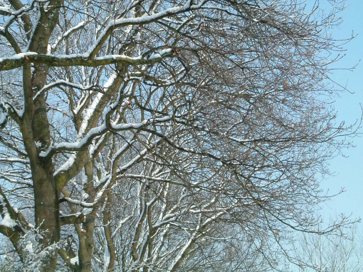 Quercus robur op stam stam