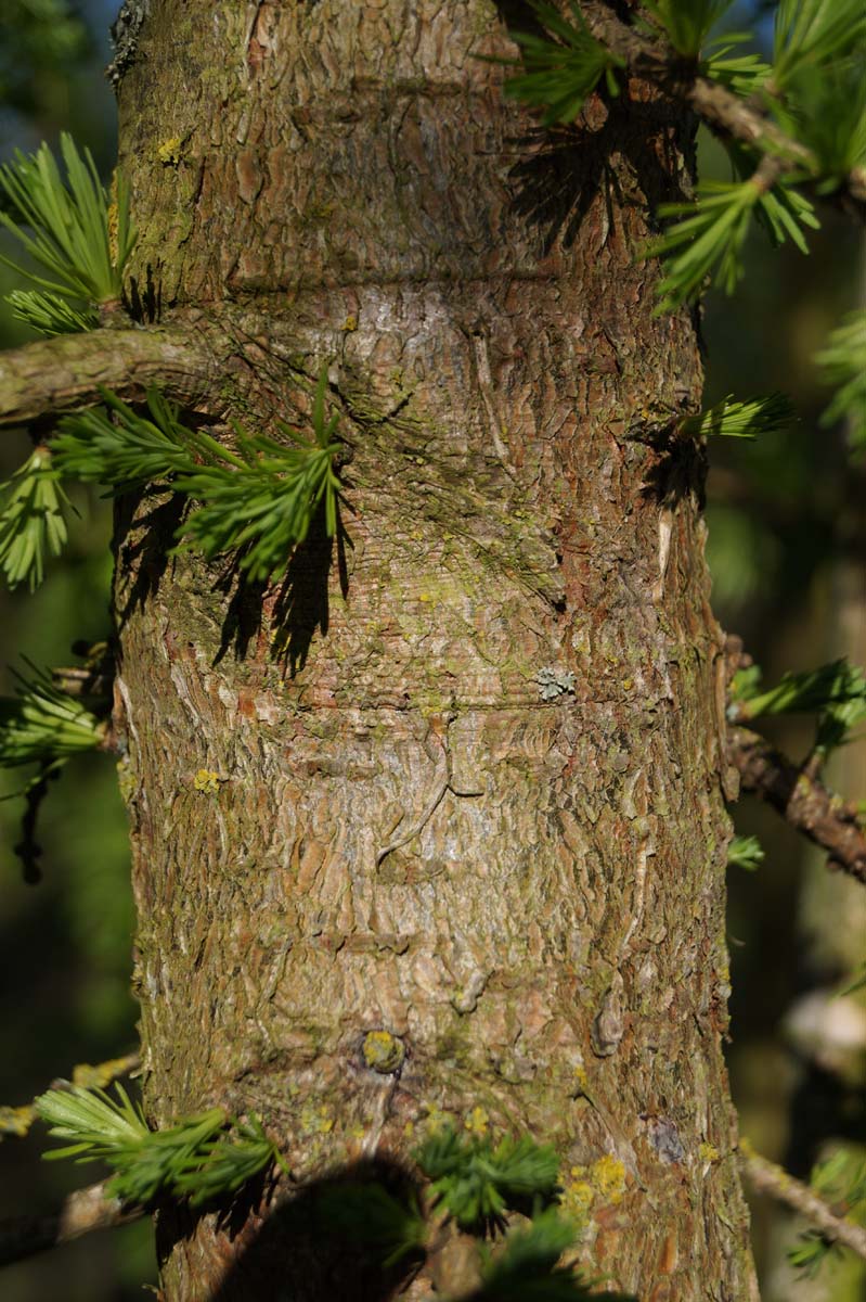 Larix decidua solitair