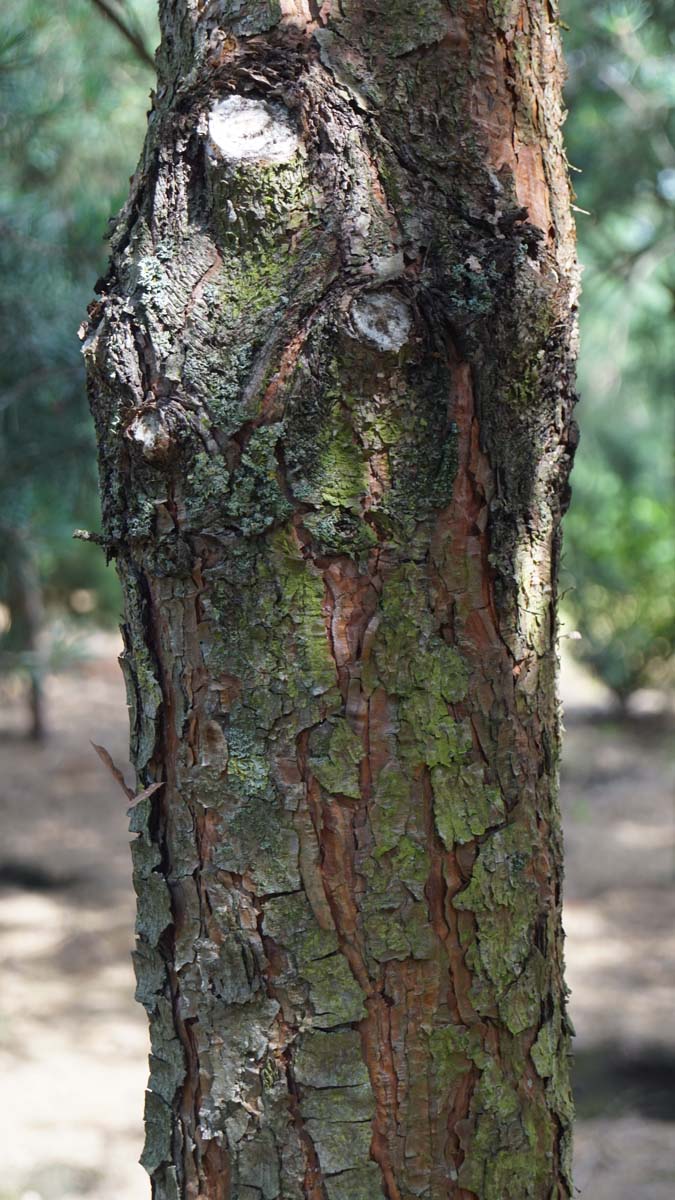 Pinus nigra nigra Tuinplanten bast