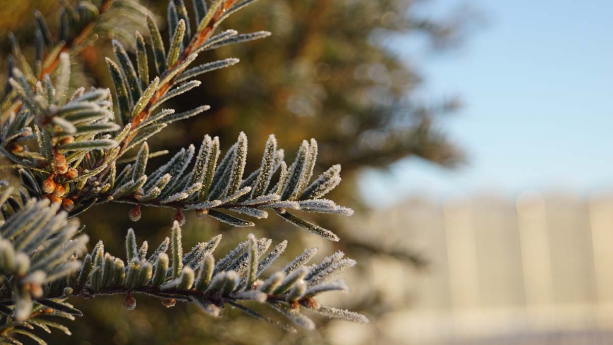 Taxus baccata op stam naald
