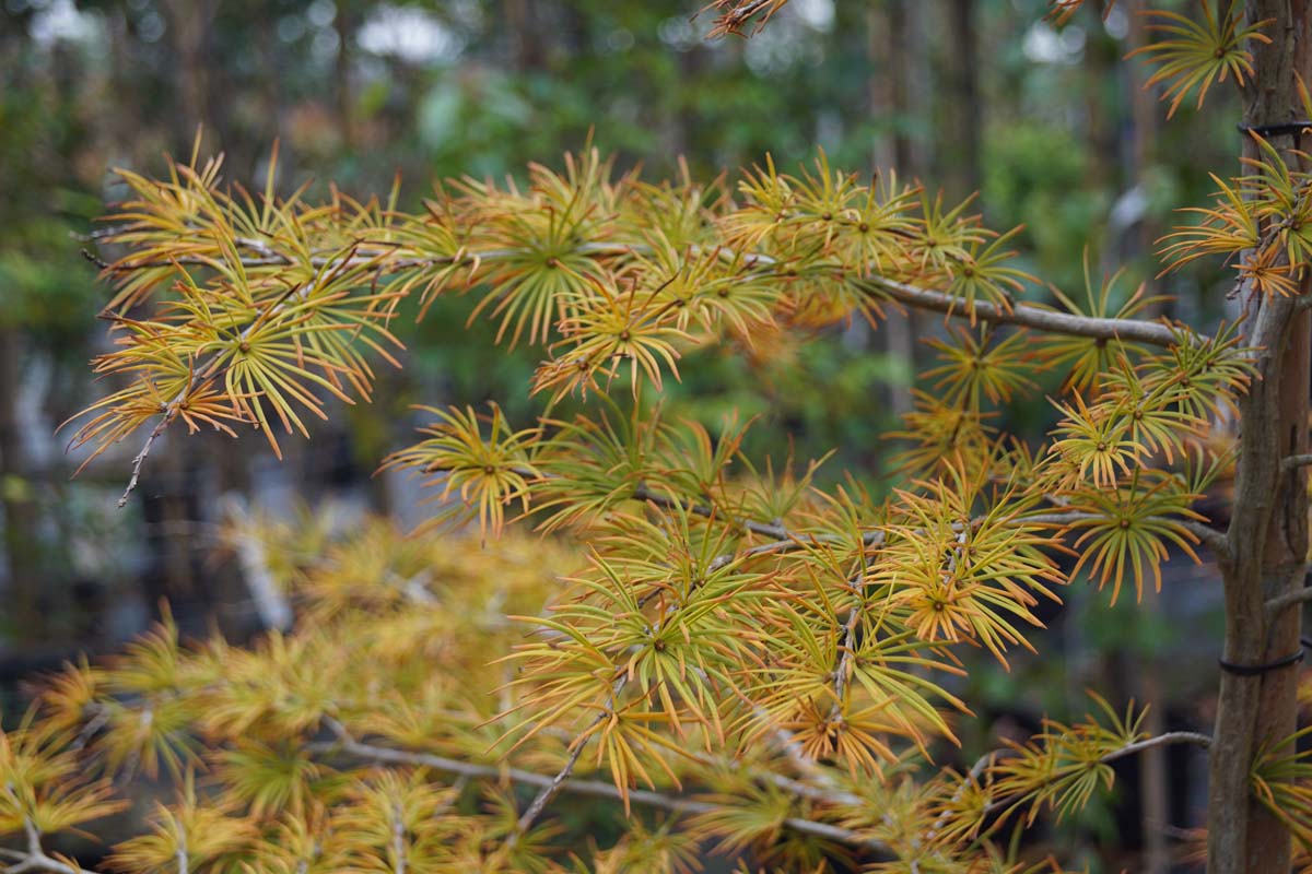Pseudolarix amabilis op stam
