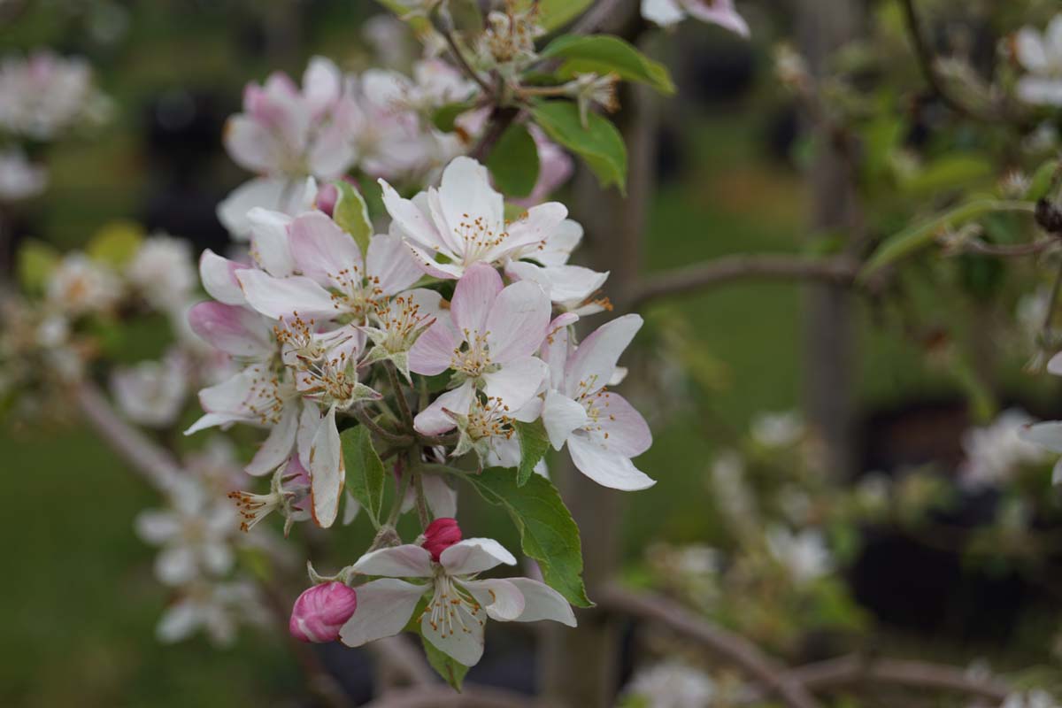 Malus domestica 'Pinova' meerstammig / struik