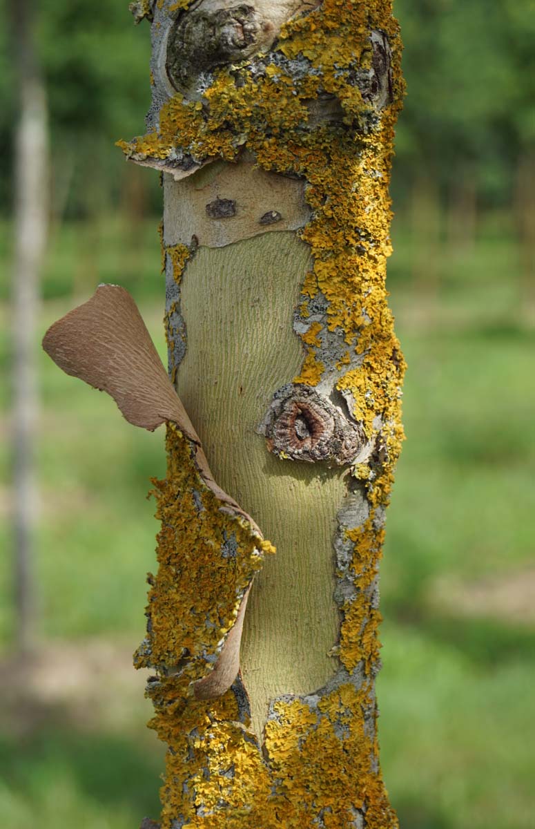 Platanus orientalis 'Minaret' dakboom bast