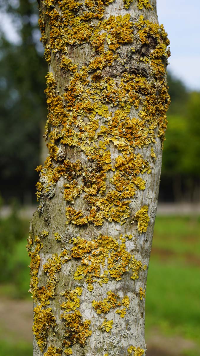Liquidambar styraciflua 'Slender Silhouette' op stam