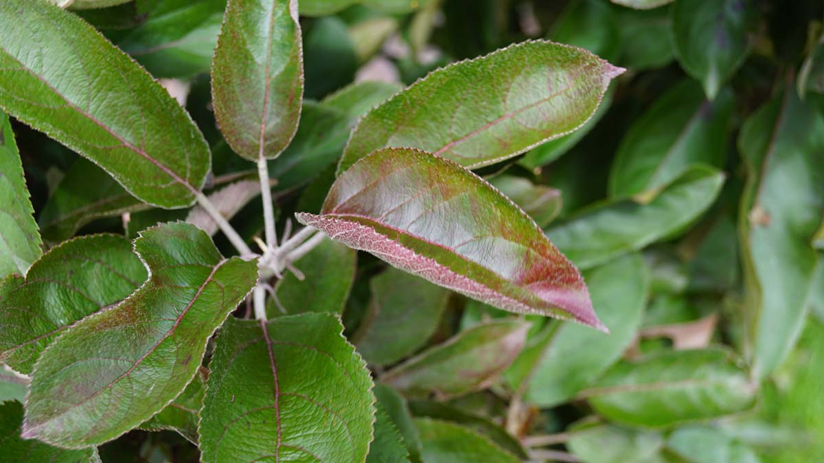 Malus domestica 'Redlane' op stam