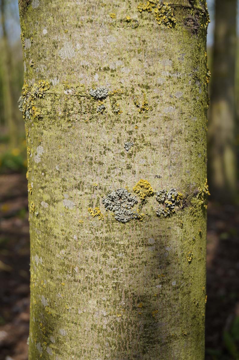 Acer saccharinum 'Pyramidale' Tuinplanten bast