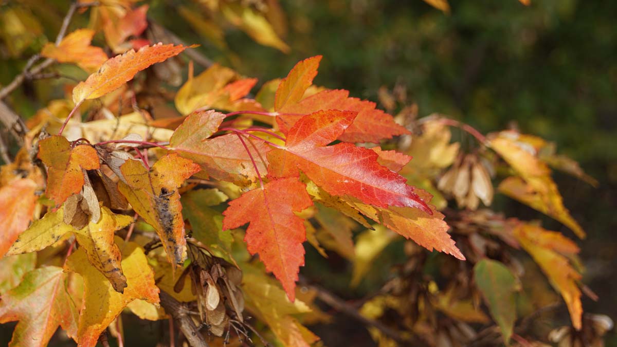 Acer tataricum ginnala meerstammig / struik herfstkleur