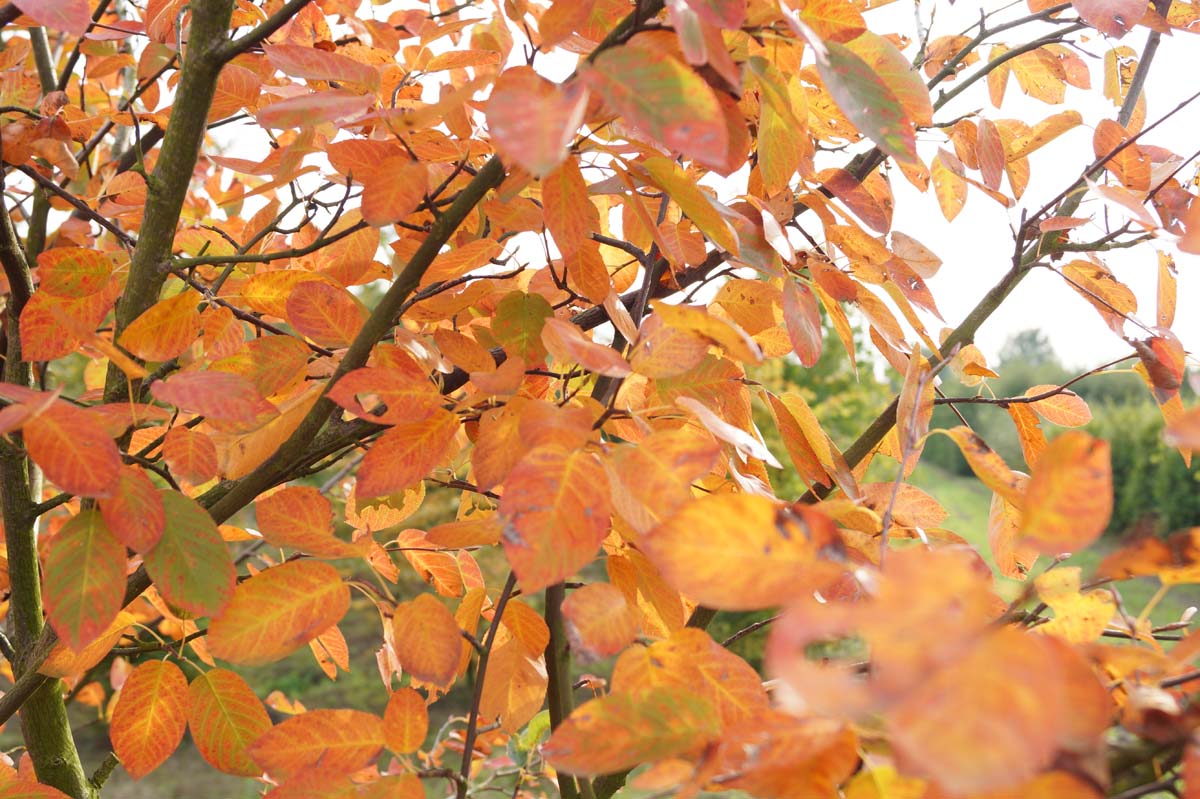 Amelanchier lamarckii op stam