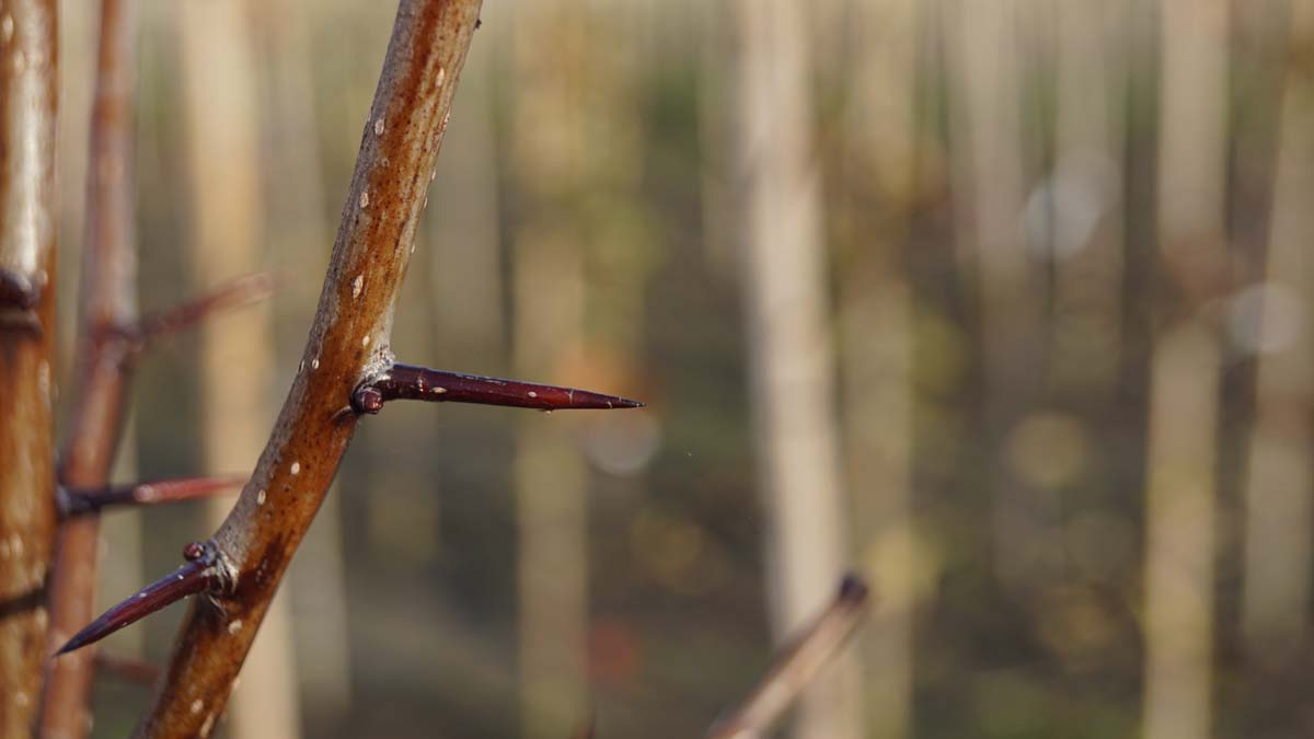 Crataegus persimilis 'Splendens' meerstammig / struik doorn