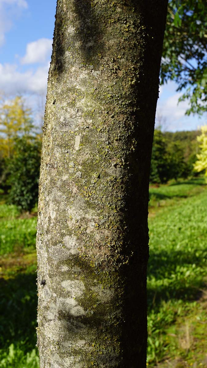 Fraxinus ornus Tuinplanten bast