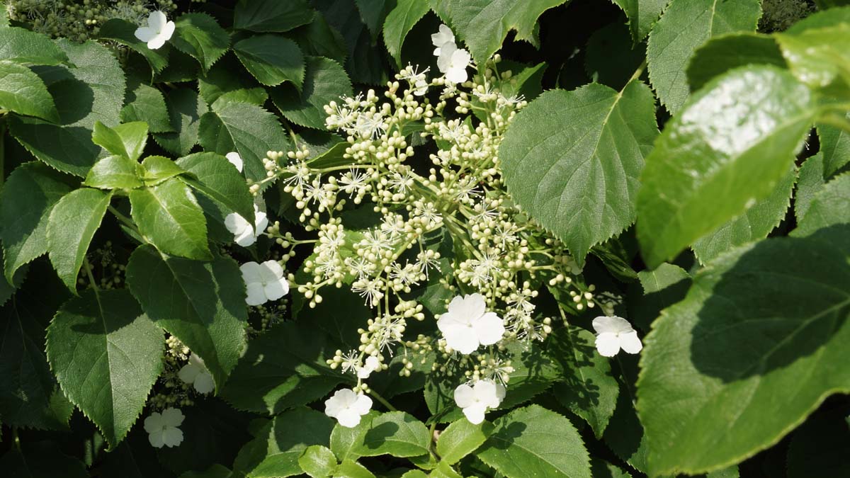 Hydrangea petiolaris op stam bloem