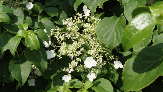 Hydrangea petiolaris op stam bloem