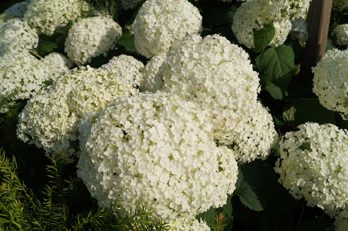 Hydrangea arborescens 'Annabelle' op stam bloem