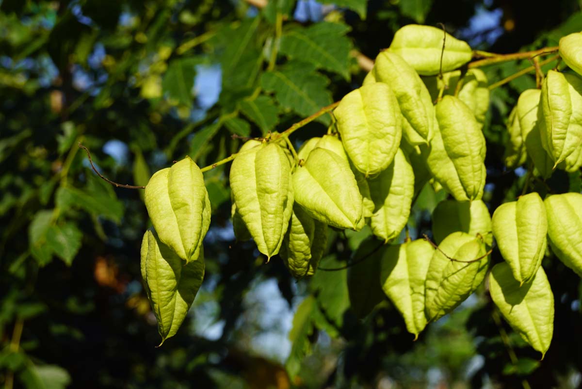 Koelreuteria paniculata 'Rosseels' op stam