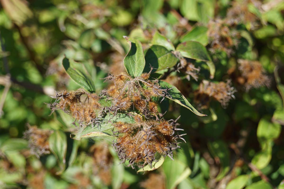 Kolkwitzia amabilis 'Pink Cloud' haagplant