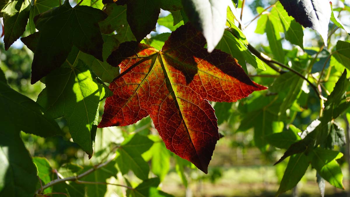 Liquidambar styraciflua meerstammig / struik herfstkleur