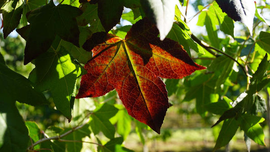Liquidambar styraciflua Tuinplanten herfstkleur