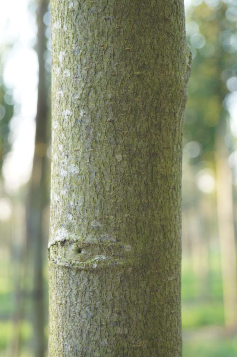 Liquidambar styraciflua 'Moraine' leiboom