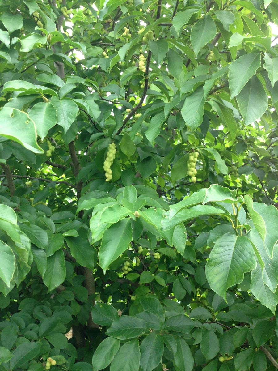 Magnolia soulangeana solitair zaaddoos