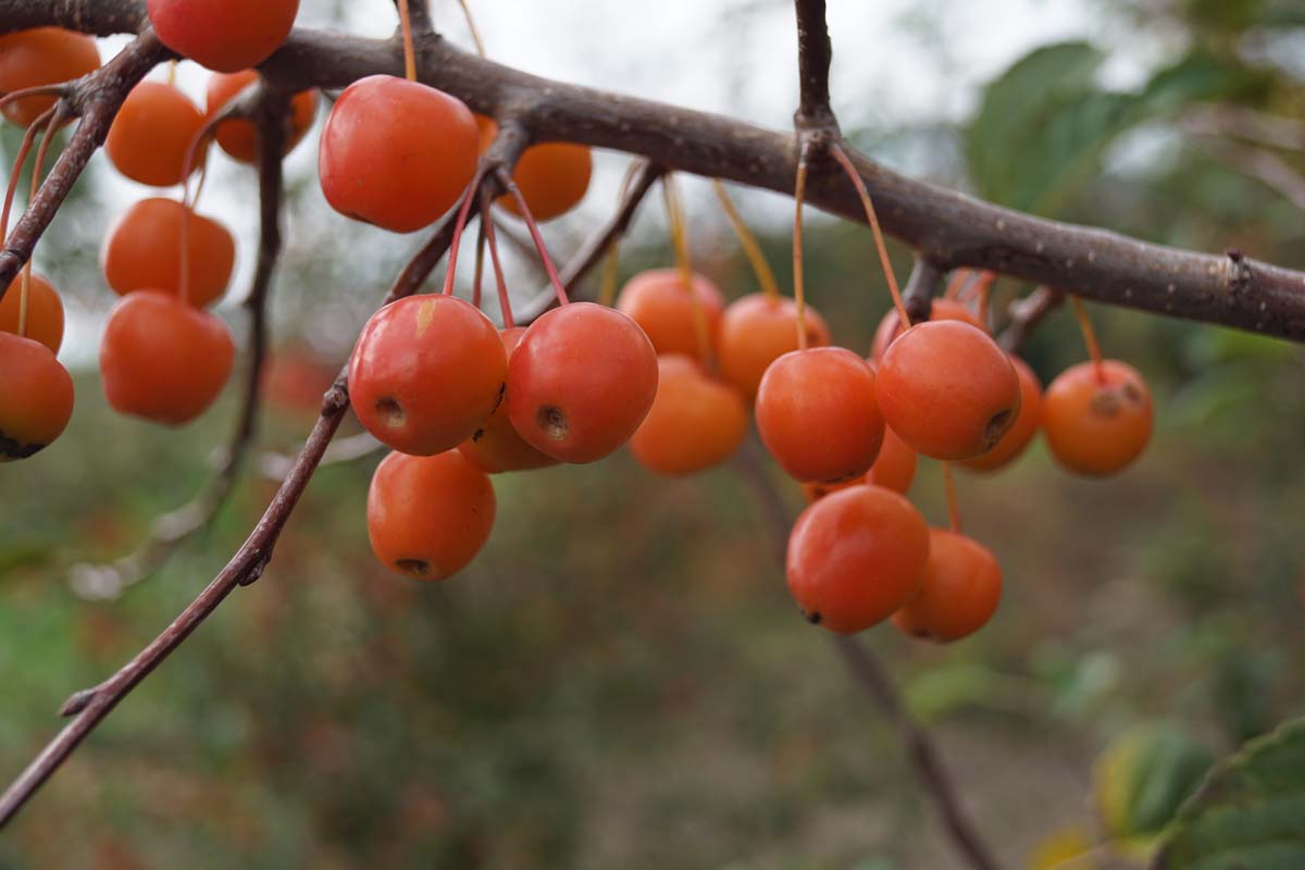 Malus 'Professor Sprenger' Tuinplanten sierappel