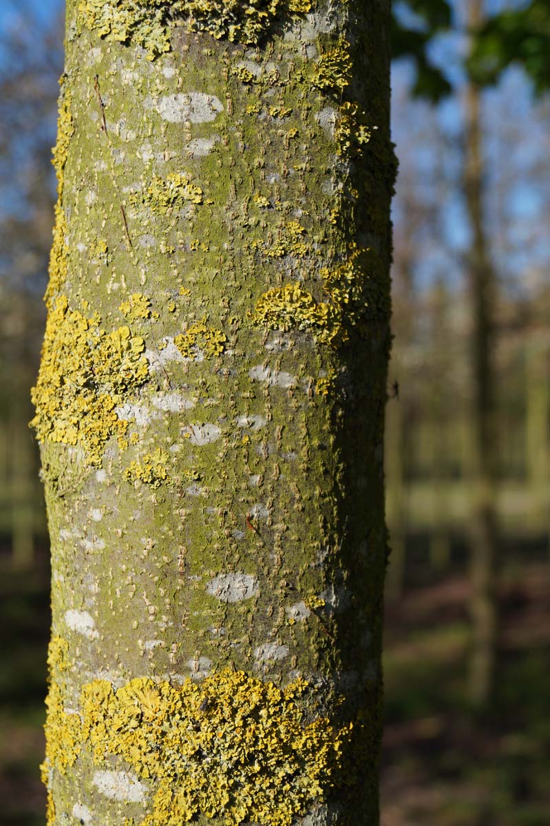 Prunus padus 'Watereri' Tuinplanten bast