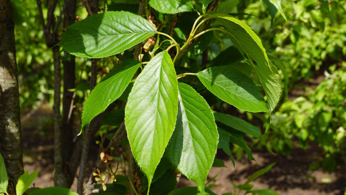 Prunus serrulata 'Amanogawa' haagplant blad