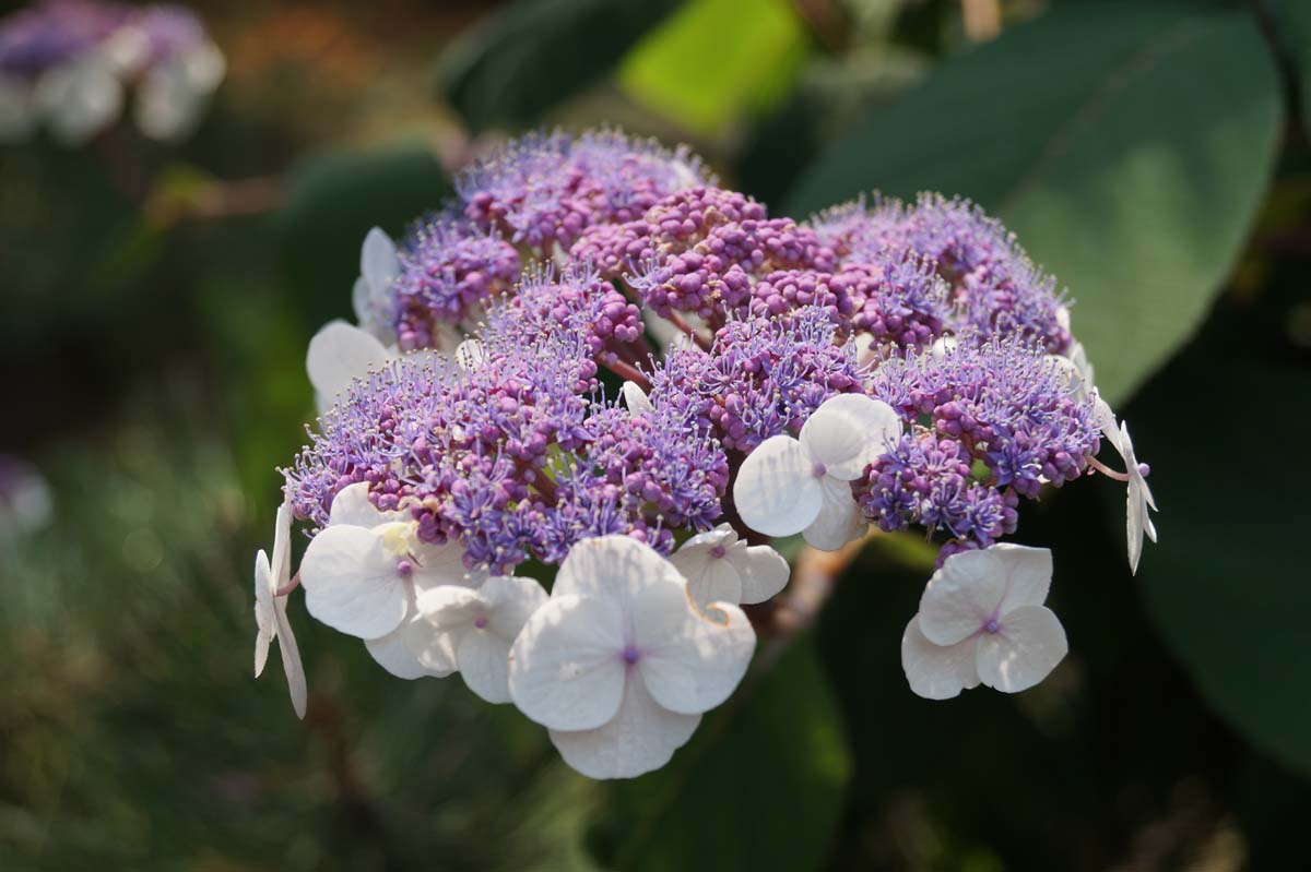 Hydrangea aspera 'Macrophylla' Tuinplanten