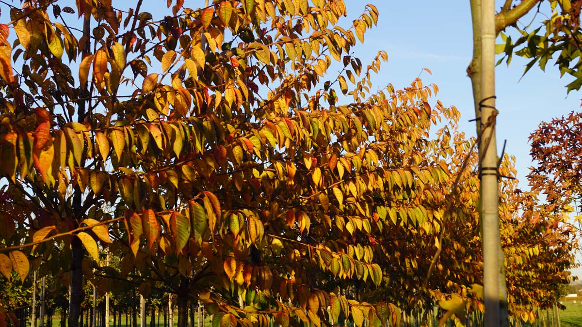 Prunus 'Accolade' meerstammig / struik herfstkleur