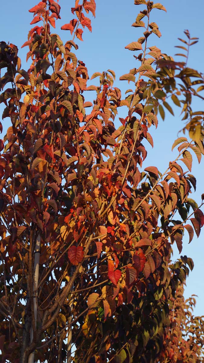 Prunus serrulata 'Kanzan' Tuinplanten herfstkleur