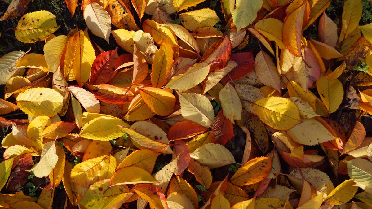 Prunus yedoensis op stam herfstkleur