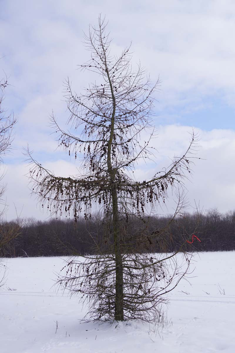 Larix decidua solitair