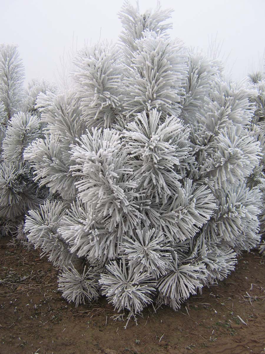 Pinus nigra nigra solitair winter