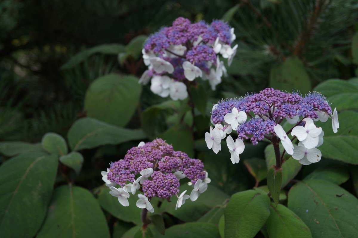 Hydrangea aspera 'Macrophylla' Tuinplanten