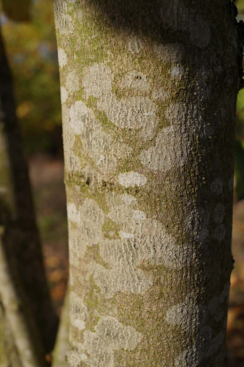 Magnolia loebneri 'Merrill' solitair bast