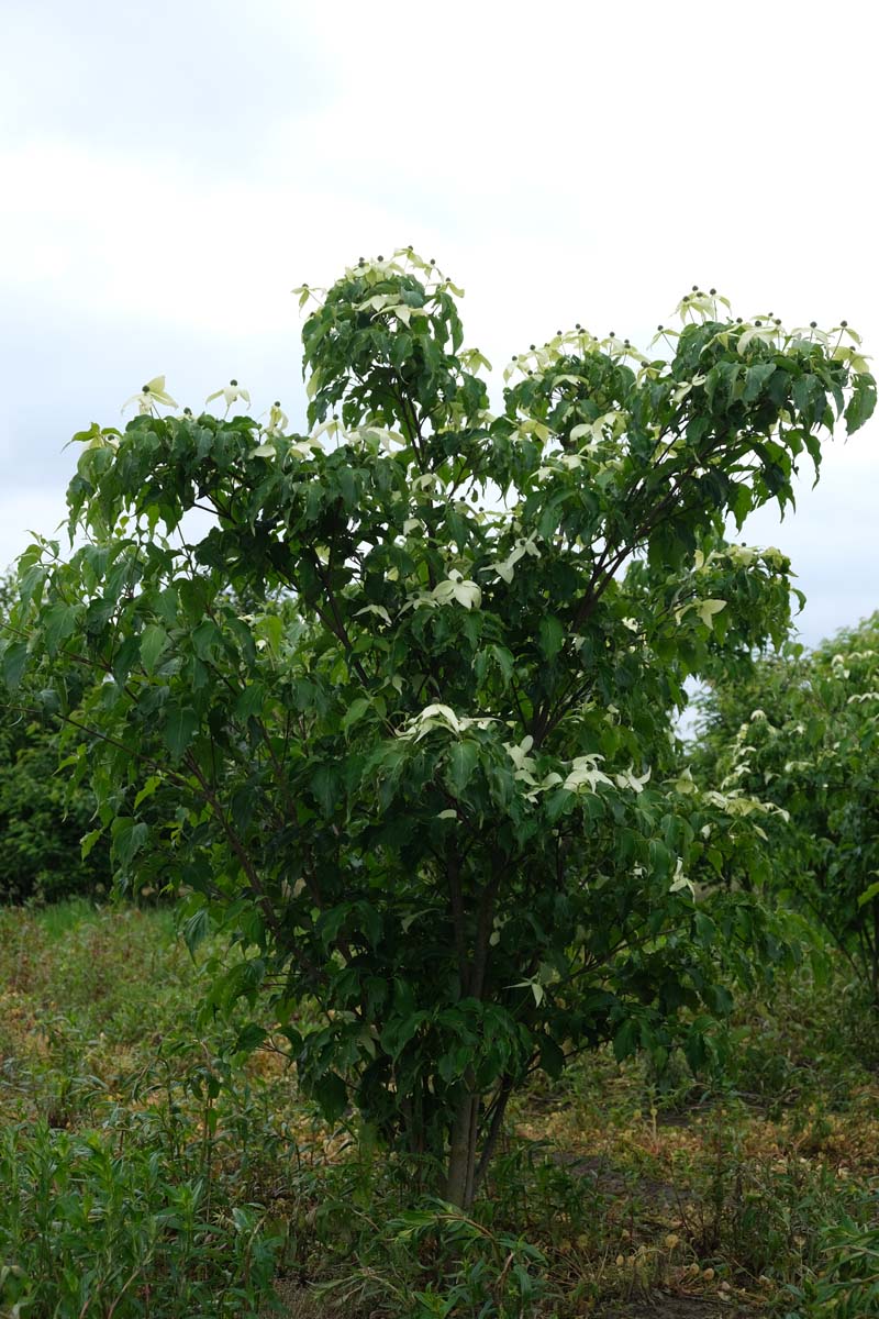 Cornus kousa 'Weisse Fontaine' meerstammig / struik struik