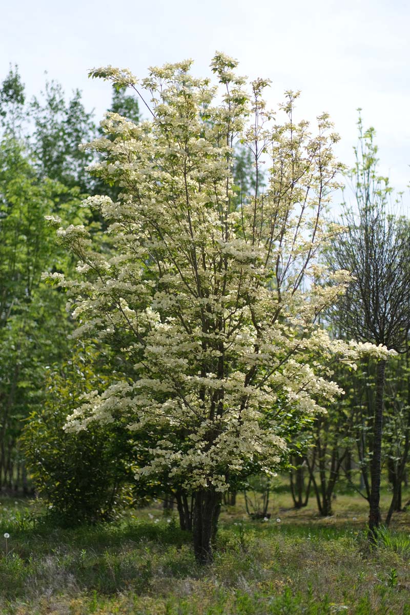 Cornus 'Rutcan' meerstammig / struik struik