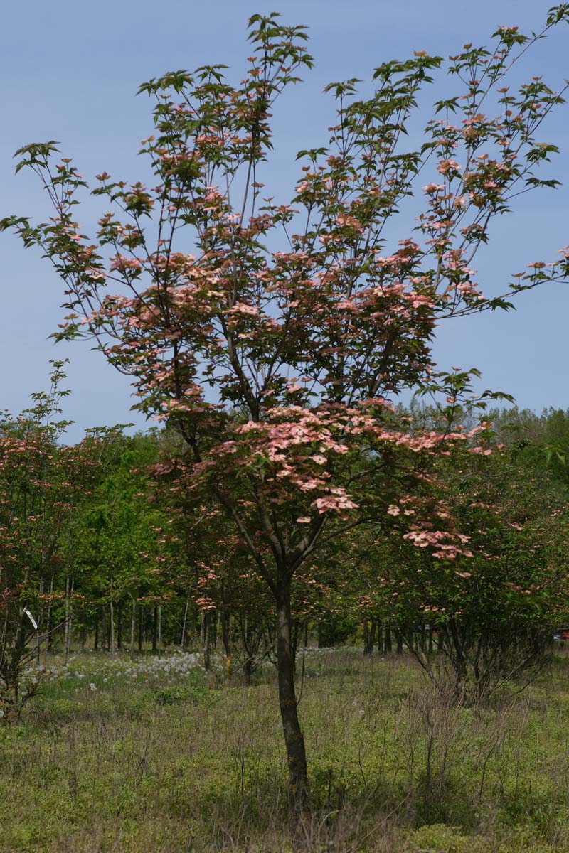 Cornus 'Rutgan' solitair solitair