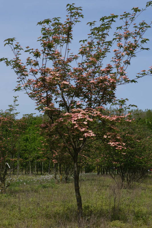 Cornus 'Rutgan' solitair solitair