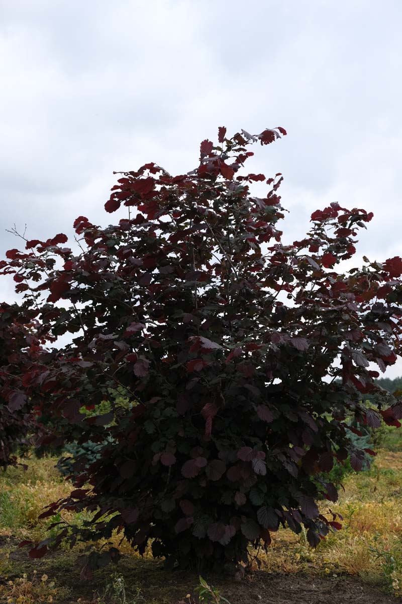 Corylus maxima 'Purpurea' meerstammig / struik struik