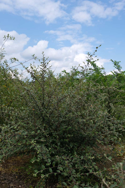 Cotoneaster franchetii meerstammig / struik struik