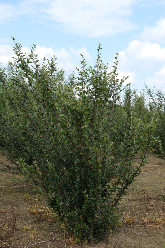 Cotoneaster simonsii meerstammig / struik struik