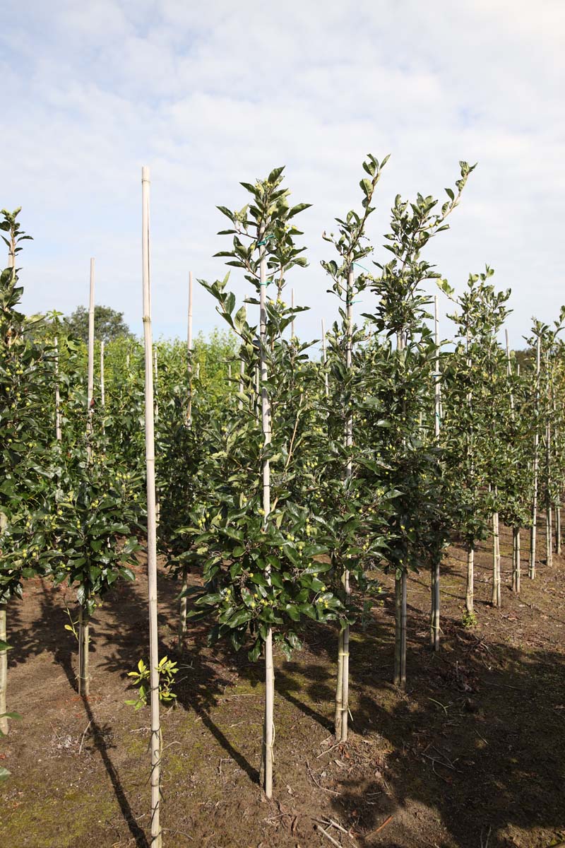 Crataegus lavalleei 'Carrierei' op stam op stam