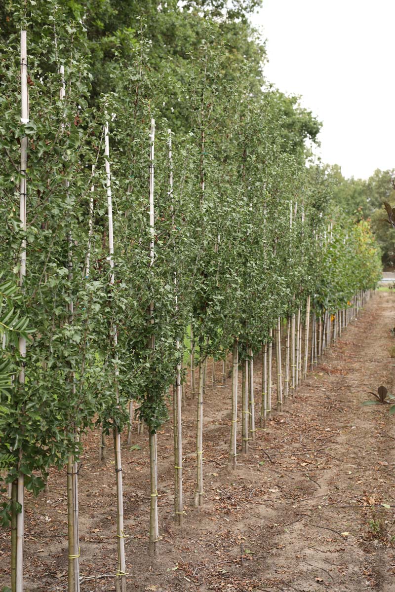 Crataegus monogyna 'Stricta' op stam op stam