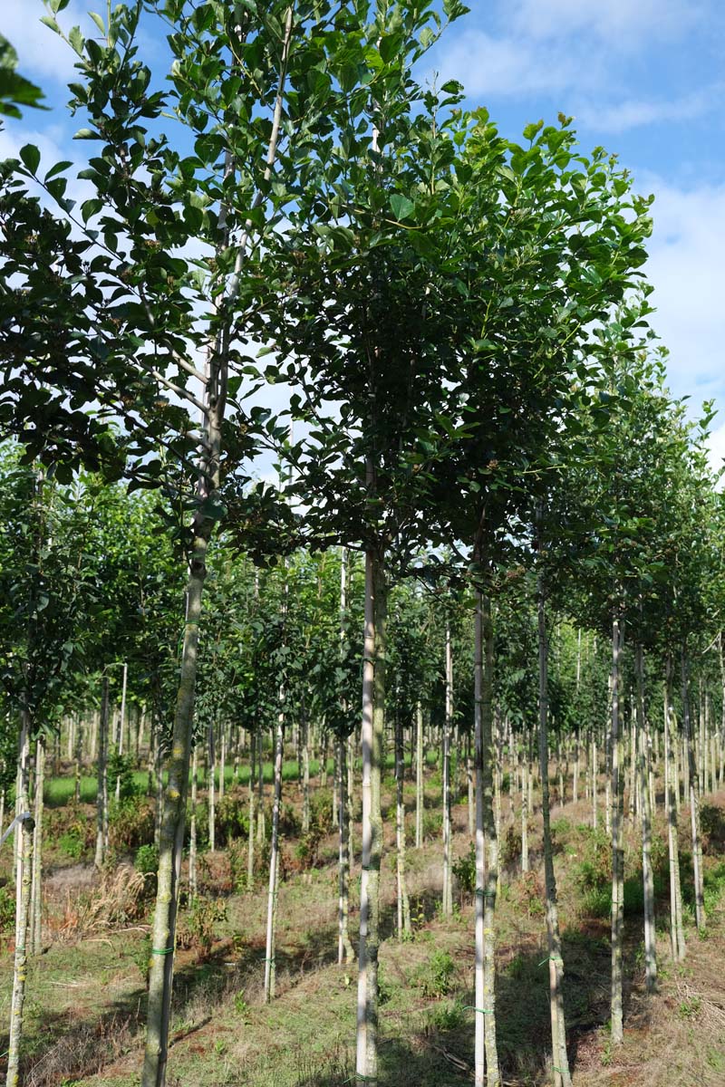 Crataegus persimilis 'Splendens' op stam op stam
