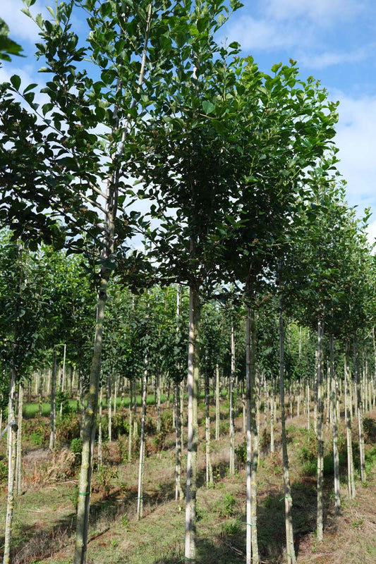 Crataegus persimilis 'Splendens' op stam op stam