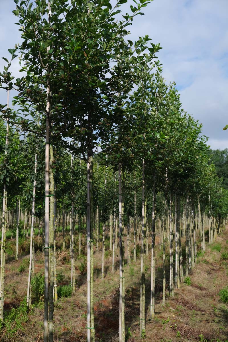 Crataegus persimilis 'Splendens' op stam op stam