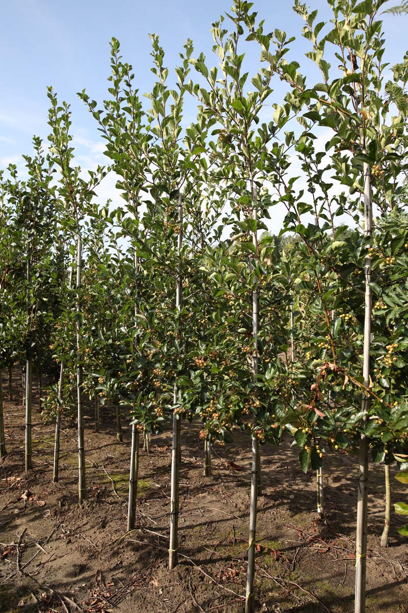 Crataegus persimilis 'Splendens' op stam op stam