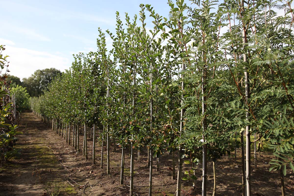 Crataegus persimilis 'Splendens' op stam op stam
