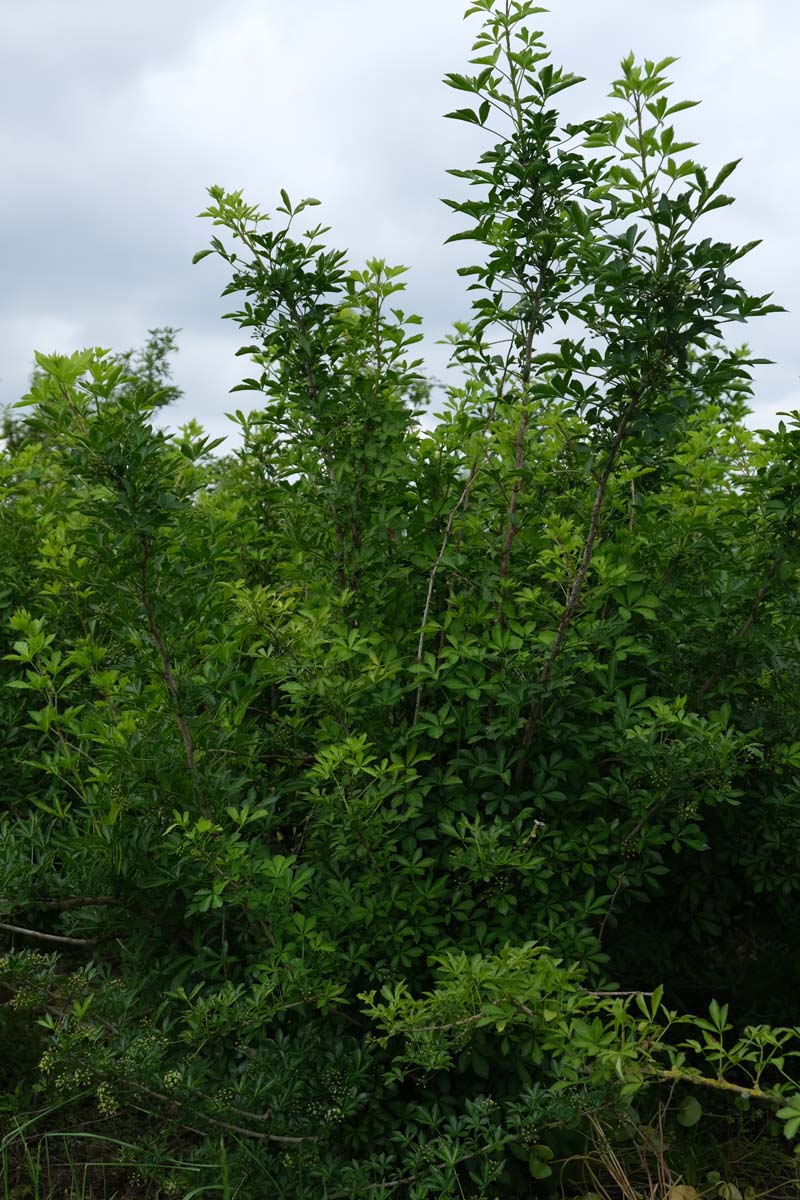 Eleutherococcus sieboldianus meerstammig / struik struik